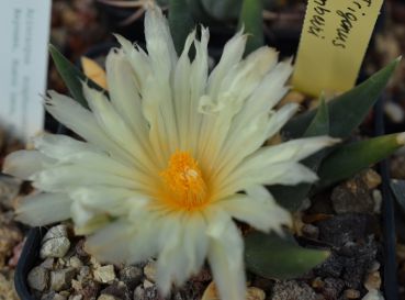 Ariocarpus trigonus var horaceki